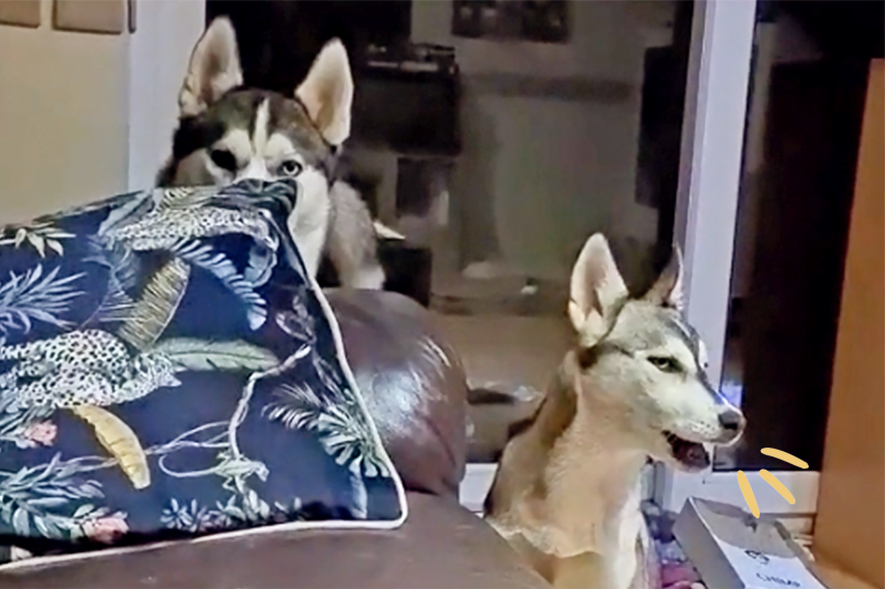 Watch and Enjoy This Husky Absolutely Nailing Her Mom’s Laugh