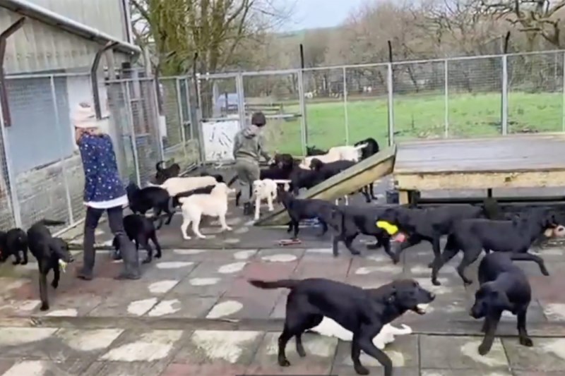 Watch as Adorable Chaos Ensues When 57 Labrador Puppies Arrive at Wales Shelter