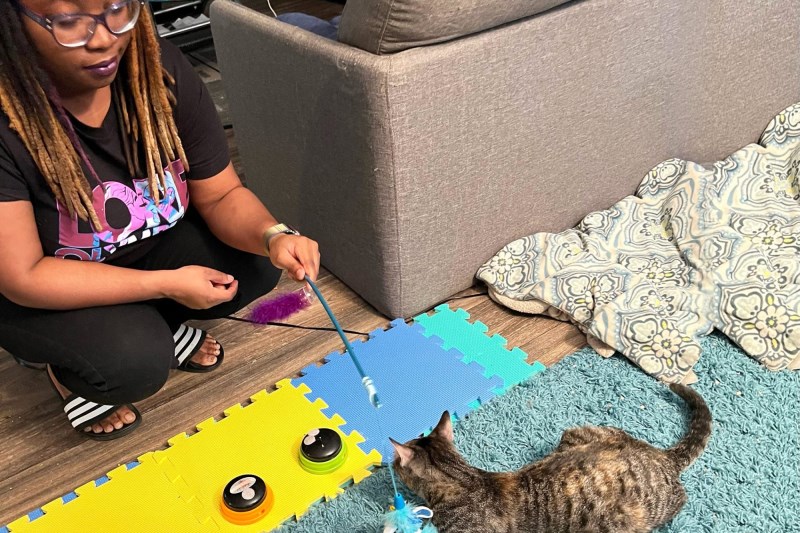 Feline Foster Mom Teaches Cats to Use Talking Buttons—a Popular Tool For Dogs—to Help Them Find Forever Homes