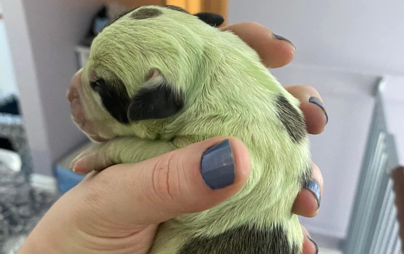 Nova Scotia Couple Welcomes a Surprising New Addition: A Green Puppy!