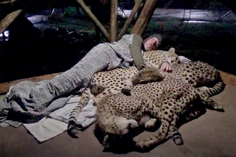 Watch This Conservation Worker Go to Sleep—With a Trio of Cheetahs