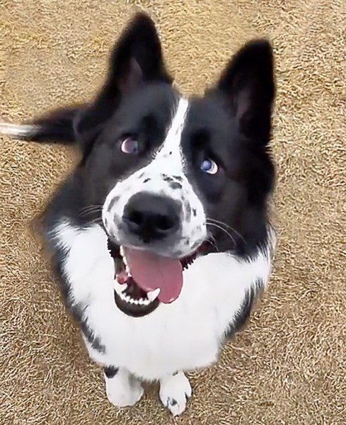 Watch Critter the Blind Dog Demonstrate How Remarkably Good He Is at Fetch