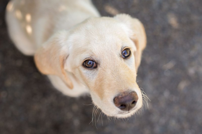 Skipper the Golden Retriever Puppy Saves Family, Home From Grill Fire: ‘He Is a Hero’