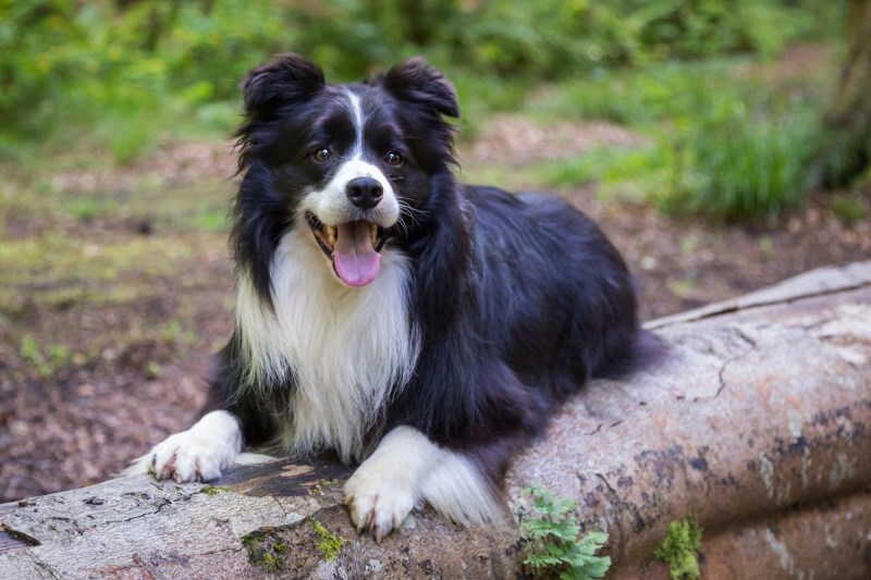 Border Collie, Who Fell into Raging Floodwaters During Helicopter Rescue, Reunites With Family Days Later