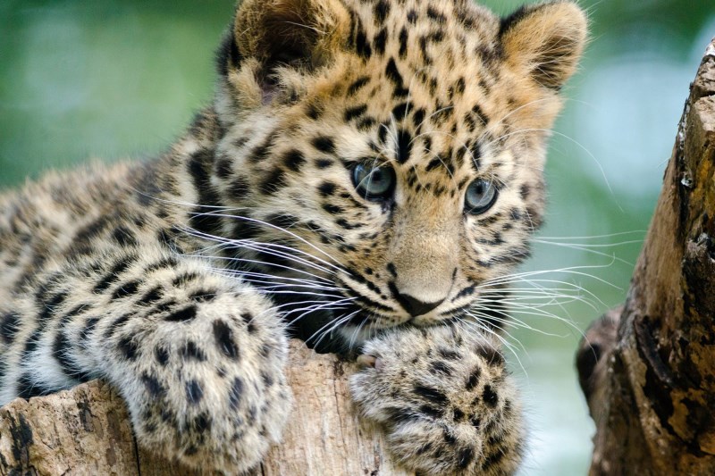 Zoo Welcomes Birth of 2 (Very Cute) Amur Leopards, But Here’s Why It’s So Important