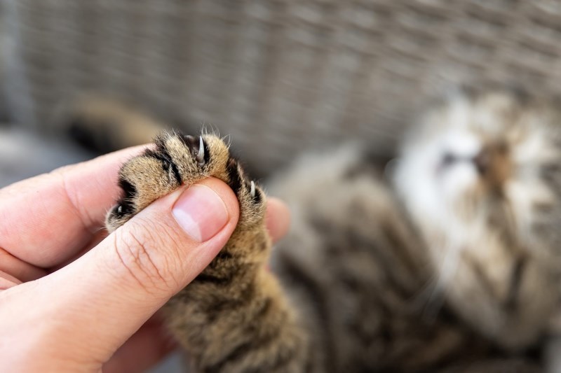 Maryland Bans Cat Declawing, Becoming the Second U.S. State to Prohibit the Practice