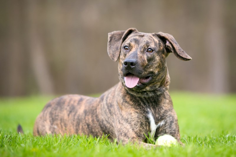 Watch This North Carolina Woman Reunite With Dog Who Went Missing for a Year, Spent 120 Days in Shelter