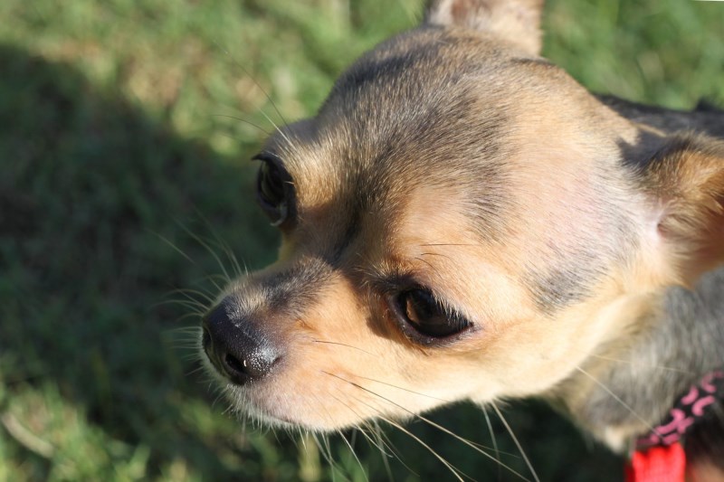 Watch As Firefighters Rescue an Elderly Chihuahua Who Fell Down a 14-Foot Storm Drain