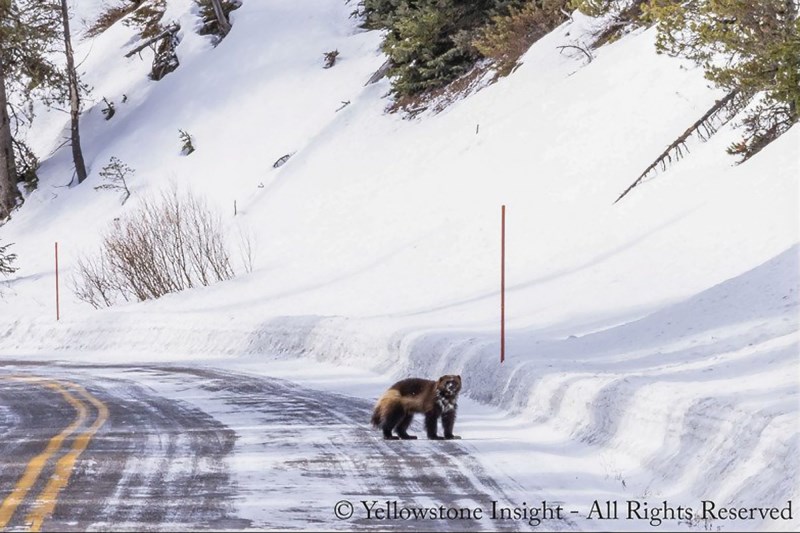 Watch This Incredible Video of a Rare Wolverine Sighting in Yellowstone National Park