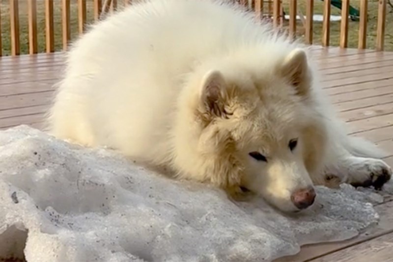 Watch This Alaskan Malamute Cling To His Beloved Snow Pile, Hoping to Hold Off Warmer Temps