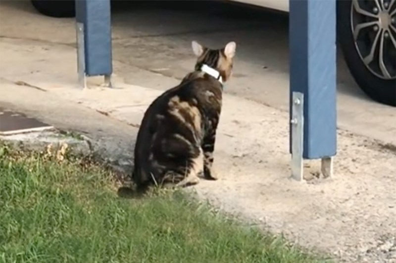 Extremely Friendly Cat Keeps Visiting Neighbors. Watch How a Note on His Collar Helps Solve the Mystery of His Identity