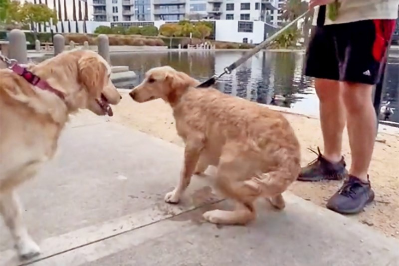 Watch This Golden Retriever Go for a Walk—and Randomly Meet Her Tail-Wagging Sister Pup