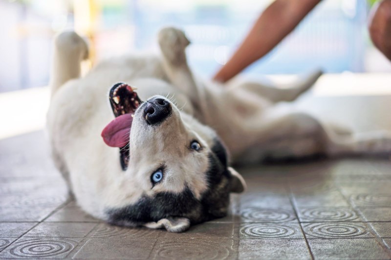 Watch Ukrainian Man Reunite With Missing Husky in Touching Video from War Zone