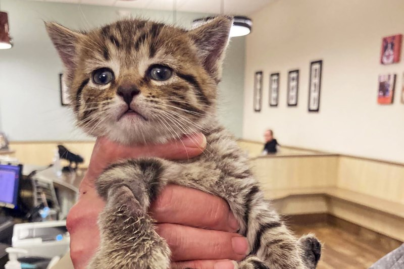 Watch Rescuers Fish Matilda the Kitten From a Drainage Pipe, Perform CPR to Save Her Life