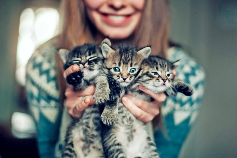 This Trio of Darling Kittens Saved From Trash Bag That Was Tied Shut Is Now Thriving in Foster Home