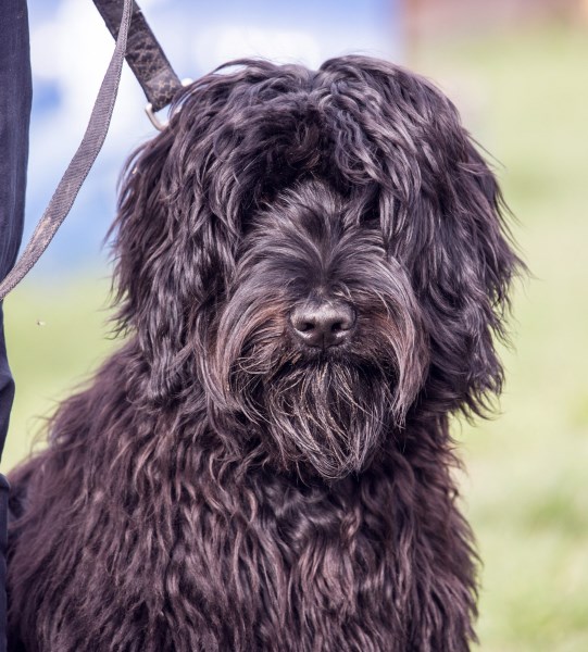 Woman Reunites With Missing Dog Thanks to Stranger Willing to Transport the Pup 500 Miles