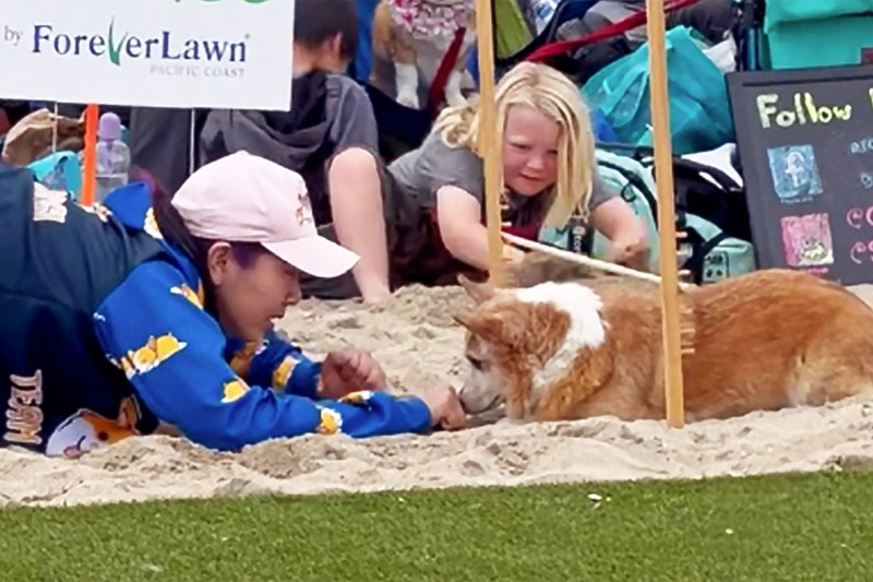 Watch Crouton—the GOAT of Corgi Limbo—Shimmy Under the Pole at Corgi Beach Day