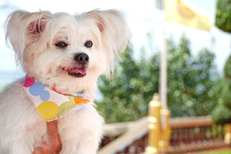 Watch Misty the Rescue Dog Foil Her Mom’s TV Appearance By Trying to Eat Some Delicious On-Set Chicken