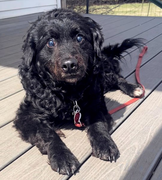 Teen Cowboy Uses Lasso to Save Frightened, Blind Dog Who’d Evaded Rescuers for Hours