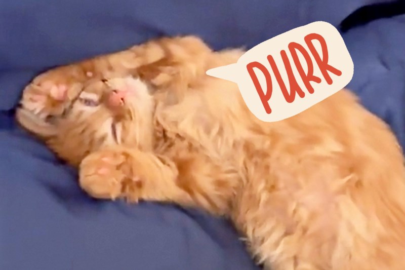 Watch This Orange Kitten’s Stupidly Adorable Wake-Up Routine to Brighten Your Day