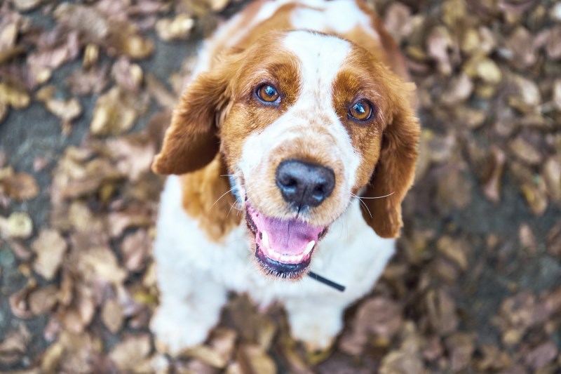 Equipped With a Tasty Sausage Roll, Rescuers Extract Missing Pup From 20-Foot Deep Fissure