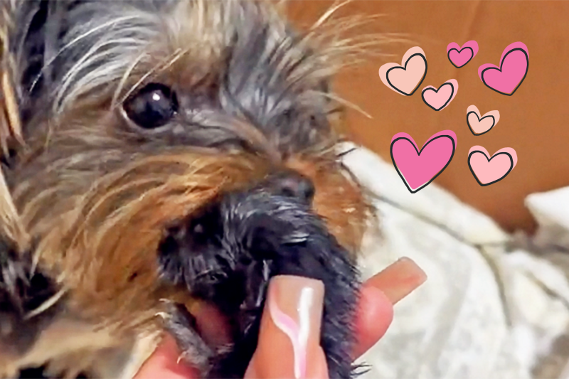 Watch This Yorkie Mom Sweetly Care for an Abandoned Kitten Like She’s One of Her Puppies