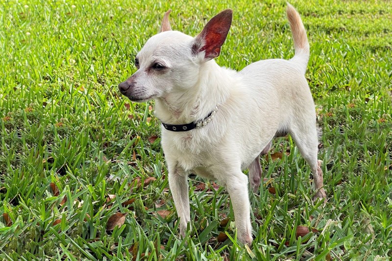 Meet the Oldest Dog Alive: TobyKeith, a Turkey-Loving Chihuahua Living in Florida