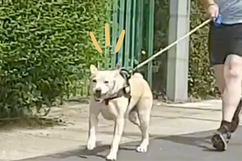 Watch This Labrador Decide to Chase After His Mom’s Car, Dragging His Poor Dad Along Behind