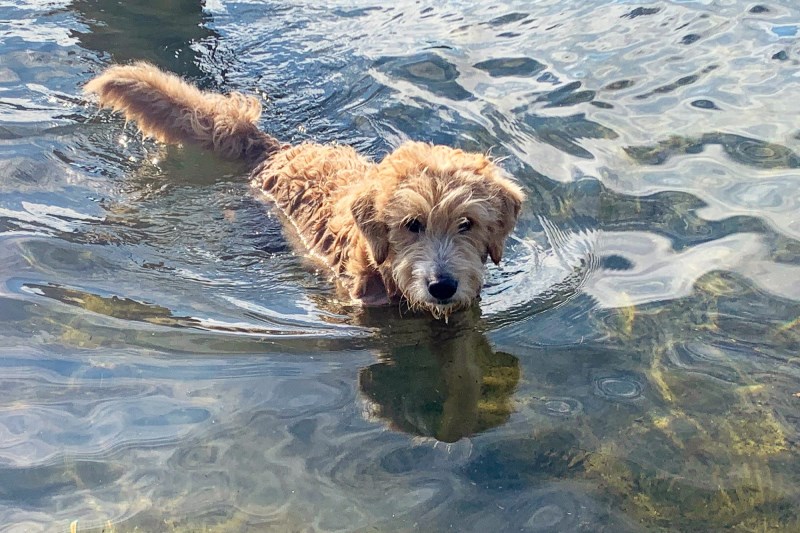 Gus the 3-Legged Goldendoodle Jumps into Freezing River to Save Life of Baby Otter Who Was Swept Away