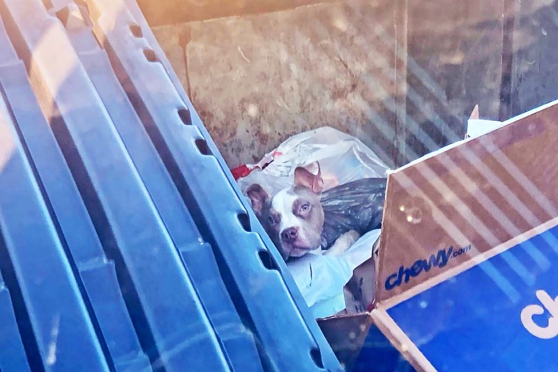 The Abandoned Puppy Who Ohio Garbage Workers Plucked From Dumpster Is Now Doing ‘Great’ in His New Home