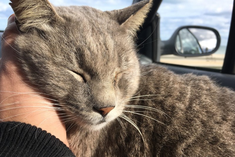 Microchip Saves Tabby Cat From Being Put Down, Reunites Him With Owners After 16 Years Missing