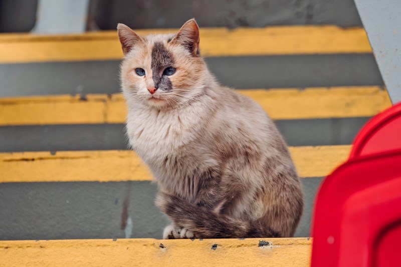 Dozens of Feral Cats Have Infiltrated an MLB Stadium: Here’s Why They Get to Stick Around