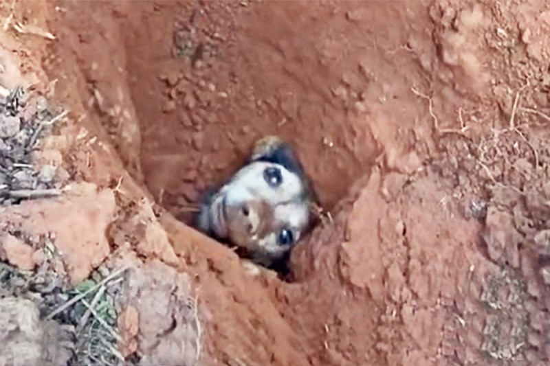 Watch Rescuers Dig to Save a Terrier Who’d Been Buried Underground for 56 Hours