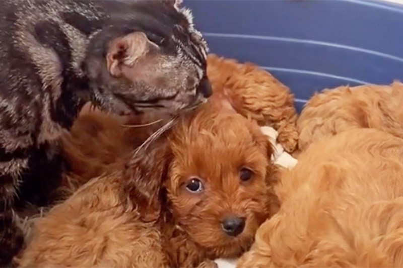 Watch This Mother Cat Who Lost Her Kittens Dote on Litter of Puppies in Incredibly Sweet Videos