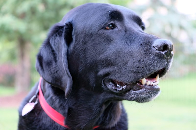 Labrador’s Barks Helps Rescuers Locate Texas Woman Who’d Been Missing for 3 Days