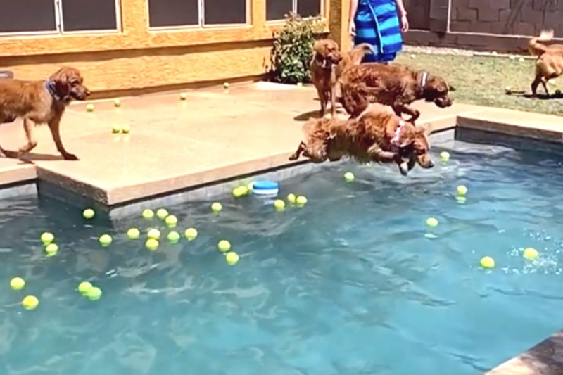 Watch These Golden Retrievers Find Utter Joy By Launching Themselves into a Swimming Pool Full of Tennis Balls