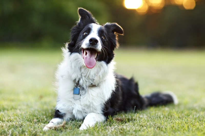 Watch This Dog Mom Use Her Lightning-quick Instincts To Catch Her Border Collie Falling From 20-Foot Window