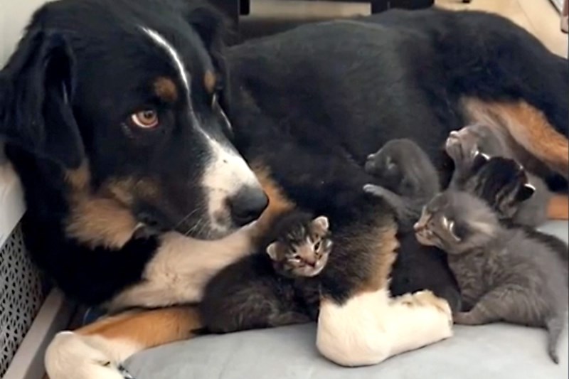 Please Enjoy This Video of Toby the Dog Babysitting Some Kittens While Their Mom Takes a Break