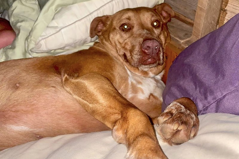 This Tennessee Couple Woke Up With a Very Snuggly Dog in Their Bed—But She Wasn’t Theirs