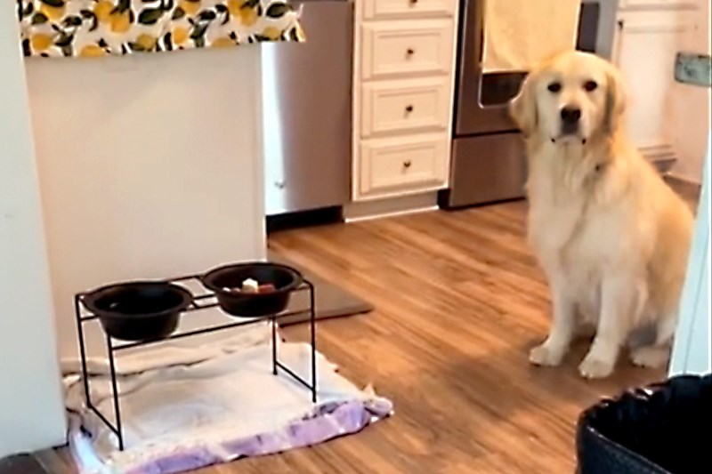 Watch This Golden Retriever Be So Patient That He Waits 20 Minutes for His Cue to Eat His Food