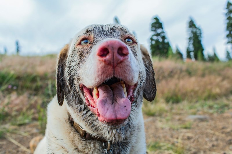 Floodwaters Pulled Luna Away from Her Family Home. Nearly 2 Days Later, the 12-Year-Old Dog Returned