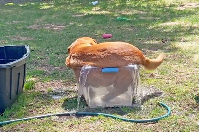 Watch Thor the Lab Take a Relaxing Dip in a Tub That Is Way Too Small for Him. It’s Delightful