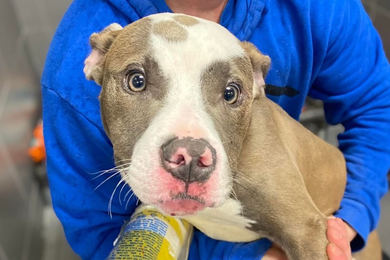 ‘Super Sweet’ Pit Bull Puppy Who Was Locked in Cage, Left in River Now Has a Forever Home