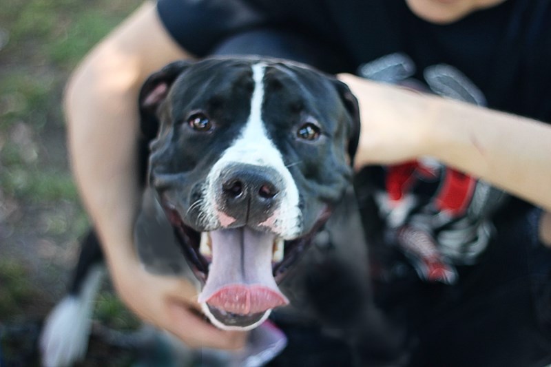 ‘She’s Amazing’: Former Stray Dog Saves Owner’s Life When He Suffers from Stroke