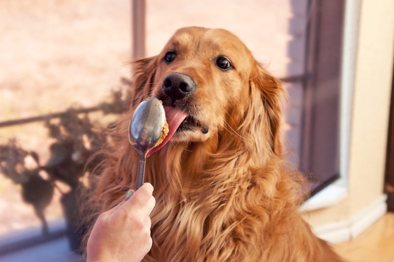 Jif Peanut Butter Recall: Make Sure Your Dog’s Favorite Snack Isn’t Tainted With Salmonella