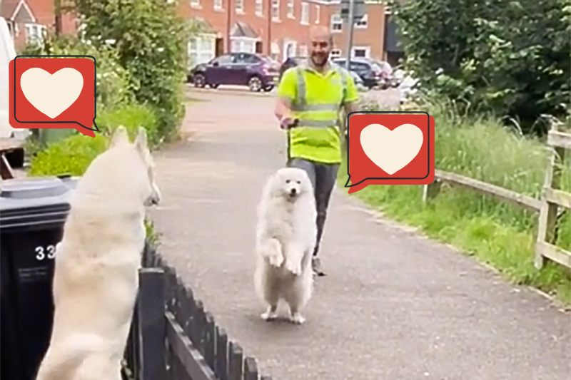 Watch This Husky Get So Excited To Meet His New Best Friend, His Family’s Newly Adopted Samoyed