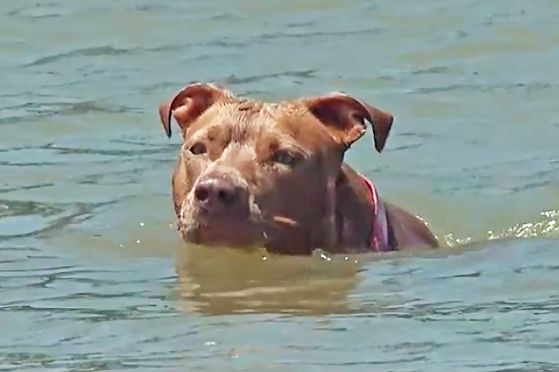 Monster the Dog Fell Overboard in Galveston Bay, so She Amazingly Swam 5 Miles Back to Shore