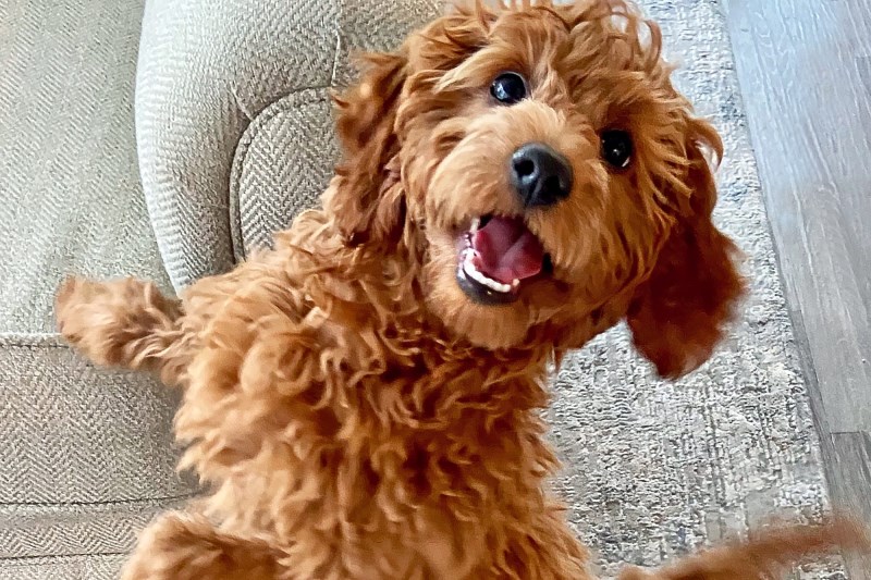 Watch This Poodle Puppy Cause Adorable Chaos When She’s Left Home Alone