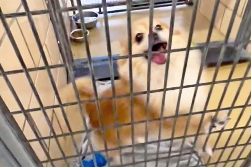 Soak Up the Joy Watching These 10 Shelter Dogs’ Incredibly Happy Reactions to Getting Adopted