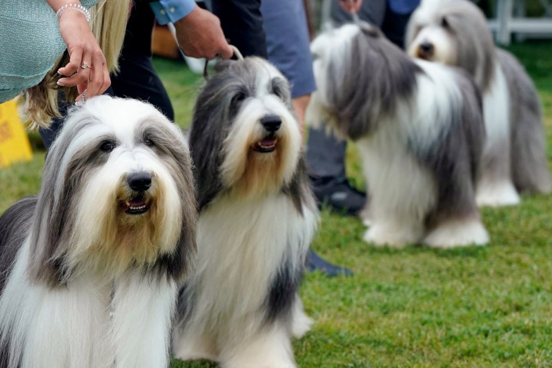 Westminster Dog Show 2022: How It Works, New Breeds, and How to Watch